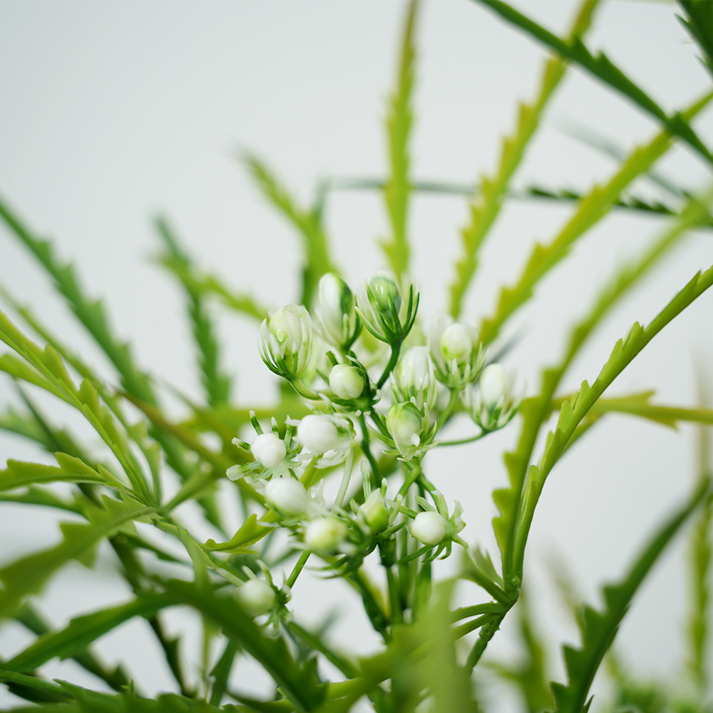 5 2-pole peacock wood potted plant