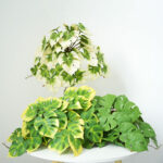 Simulation Turtle Back Leaf