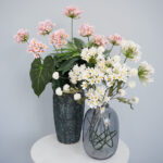 Agapanthus