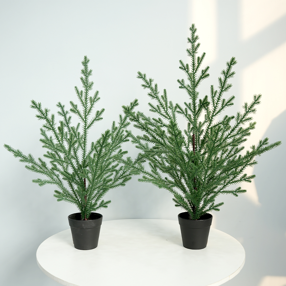 11 Christmas simulation Norfolk pine