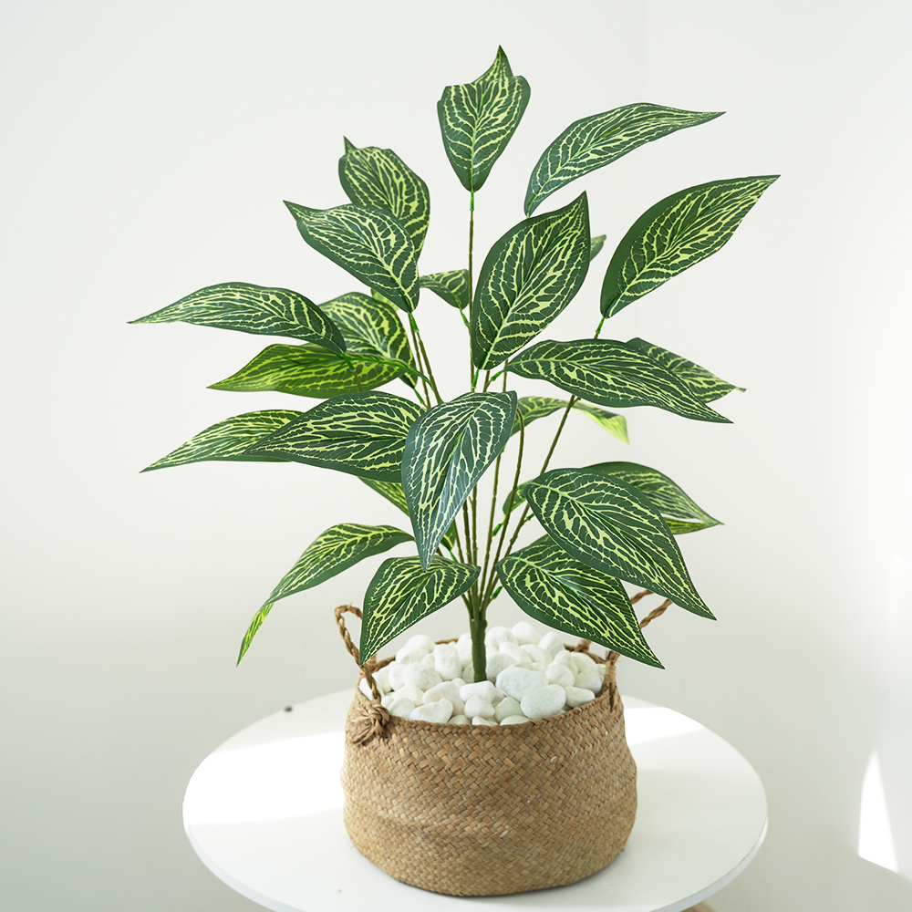 Green plant Brazilian taro leaves