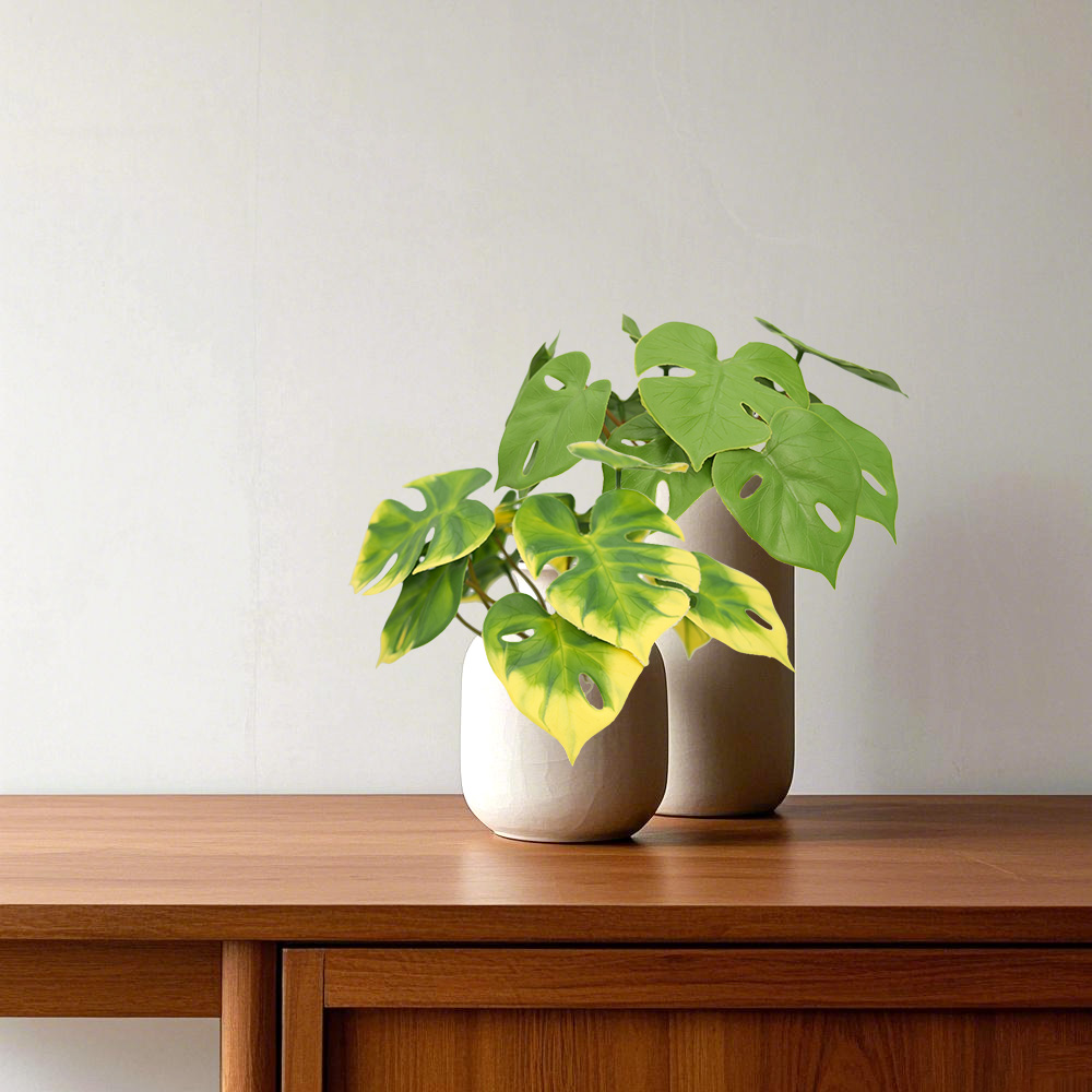 1 Simulation Turtle Back Leaf