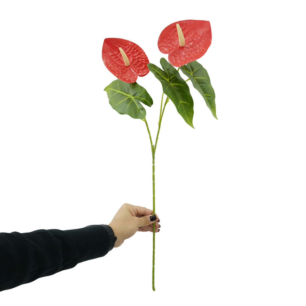 both ends Anthurium