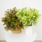 succulent plant Eucalyptus