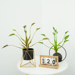 Dripping Guanyin Leaves