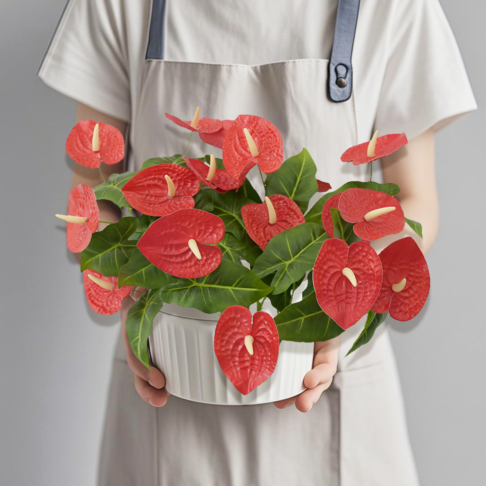 8 both ends Anthurium