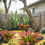 agave plants