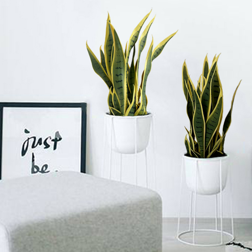 场景5 Artificial Tropical Tiger Skin Orchid