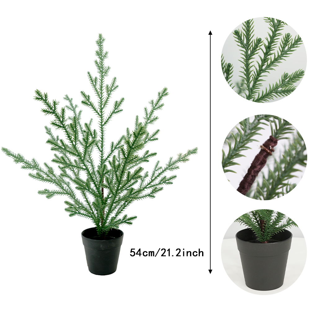 Christmas simulation Norfolk pine