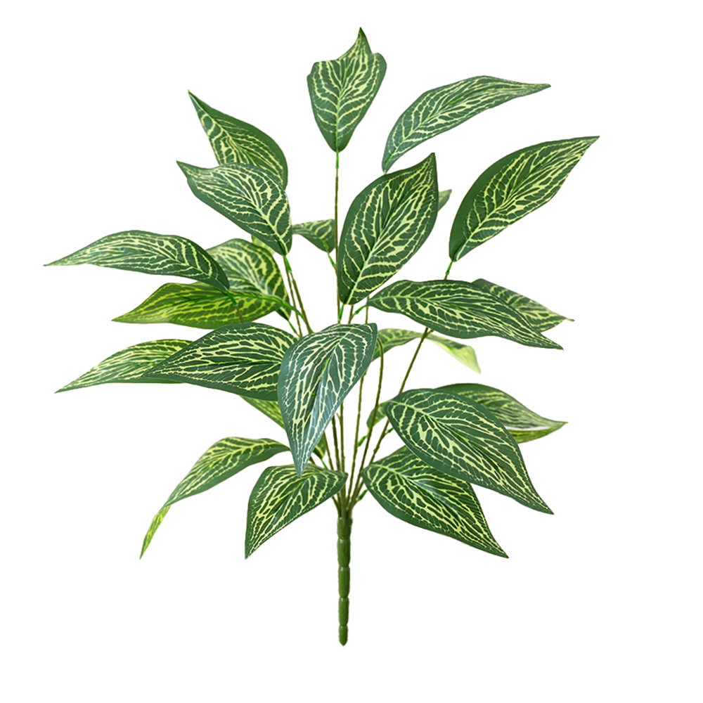 Green plant Brazilian taro leaves