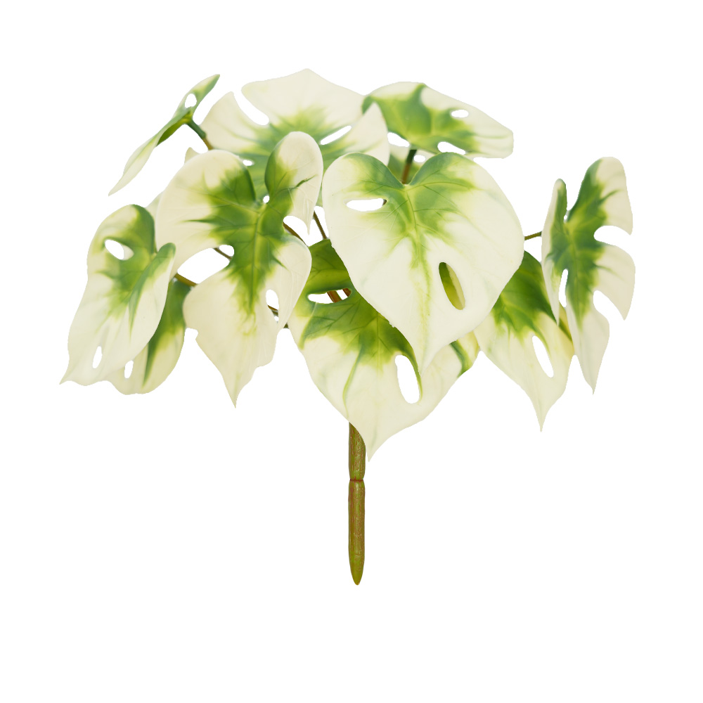 Simulation Turtle Back Leaf