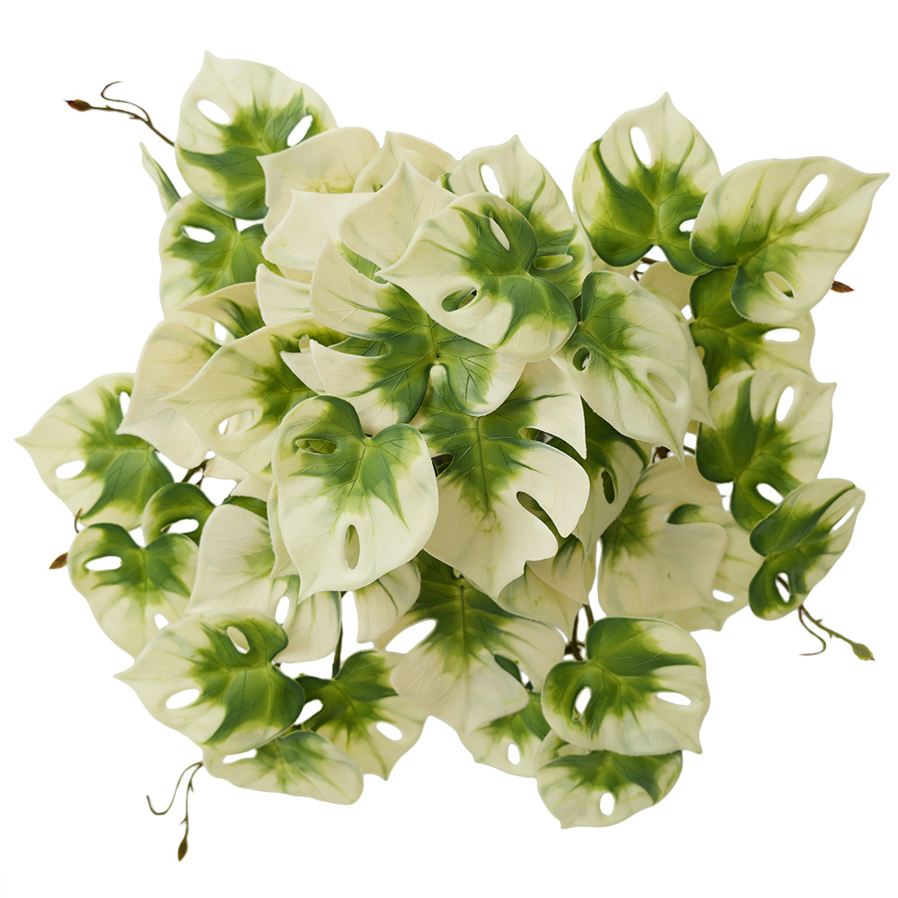 Simulation Turtle Back Leaf