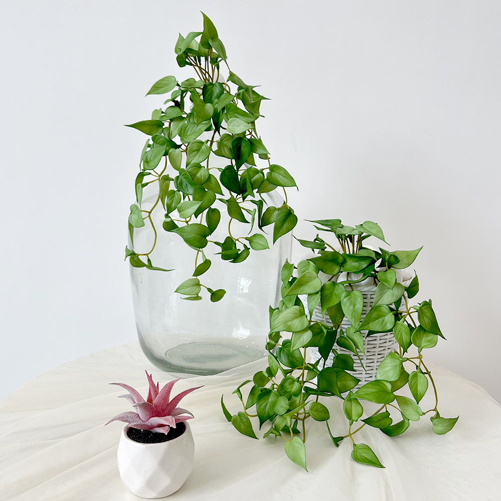 红掌叶垂吊绿色2 Artificial plant hanging green