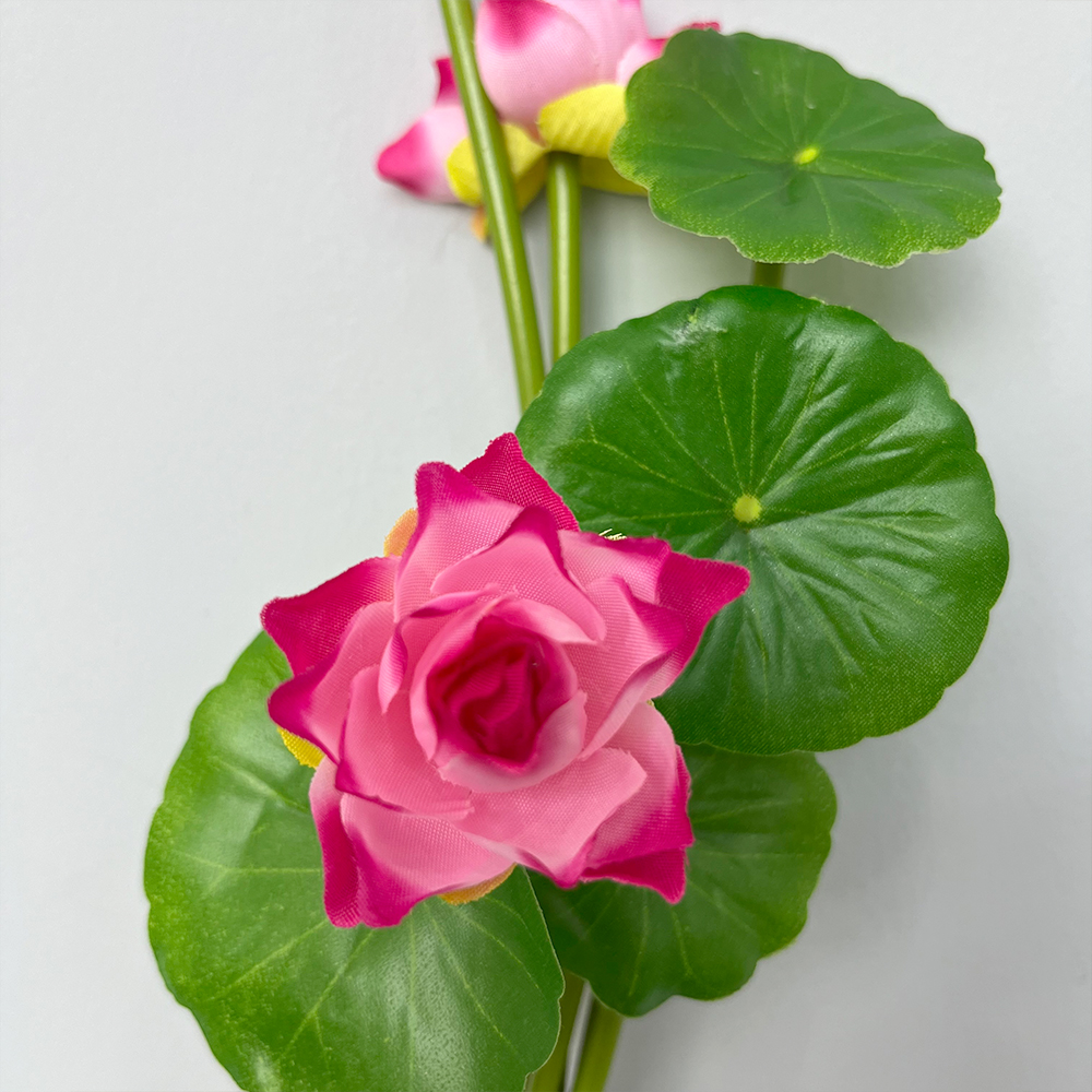 场景2 Simulation Small Lotus