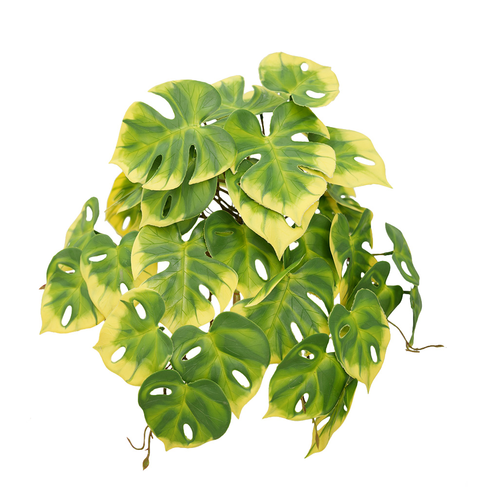 Simulation Turtle Back Leaf