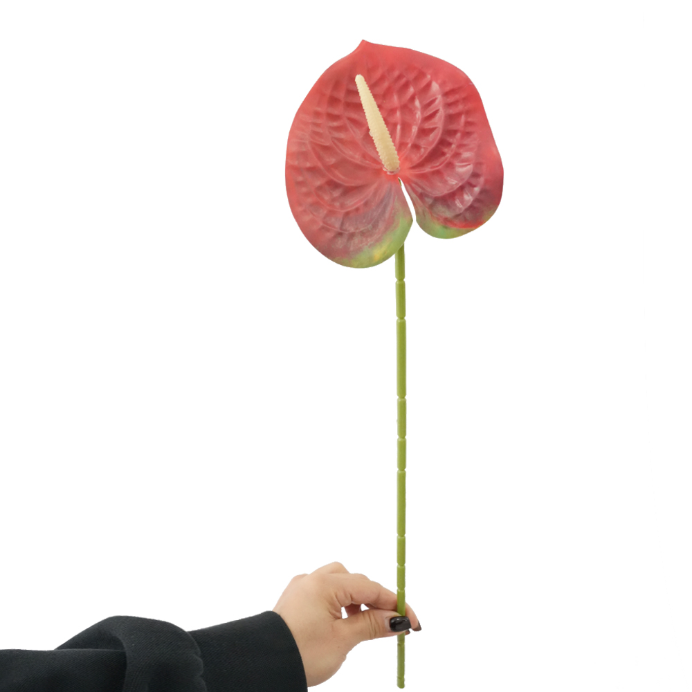 Anthurium Leaves